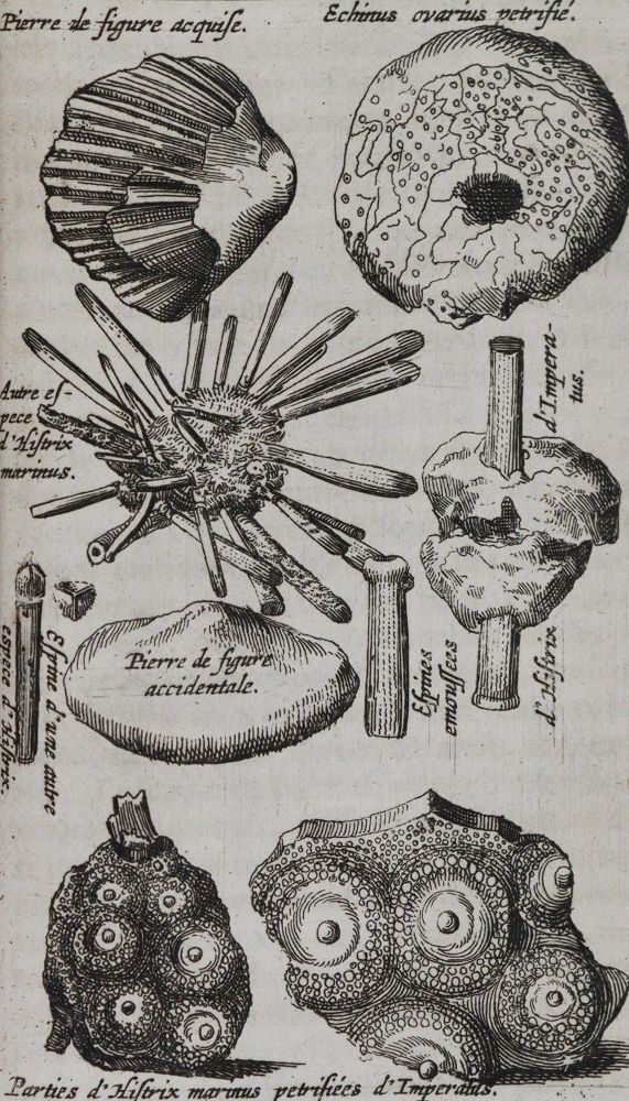 Große Abbildung Nr.2: 144-1540 Boccone,P.: (Verschiedene Gebiete - Varia, Geologie - Mineralogie u. Paläontologie)