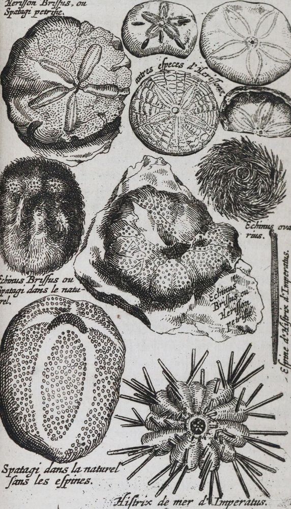 Große Abbildung Nr.3: 144-1540 Boccone,P.: (Verschiedene Gebiete - Varia, Geologie - Mineralogie u. Paläontologie)