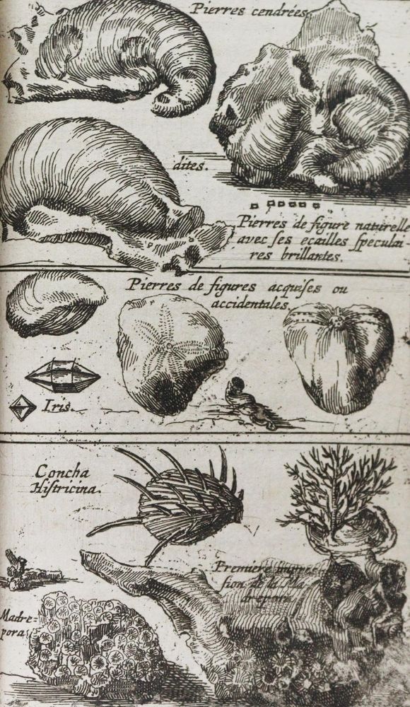 Große Abbildung Nr.4: 144-1540 Boccone,P.: (Verschiedene Gebiete - Varia, Geologie - Mineralogie u. Paläontologie)