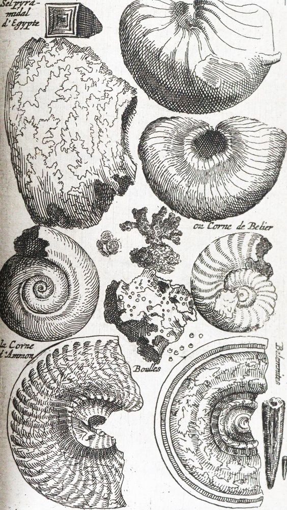Große Abbildung Nr.5: 144-1540 Boccone,P.: (Verschiedene Gebiete - Varia, Geologie - Mineralogie u. Paläontologie)