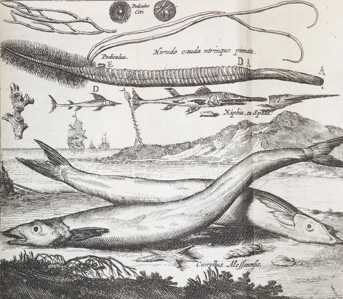 Große Abbildung Nr.6: 144-1540 Boccone,P.: (Verschiedene Gebiete - Varia, Geologie - Mineralogie u. Paläontologie)