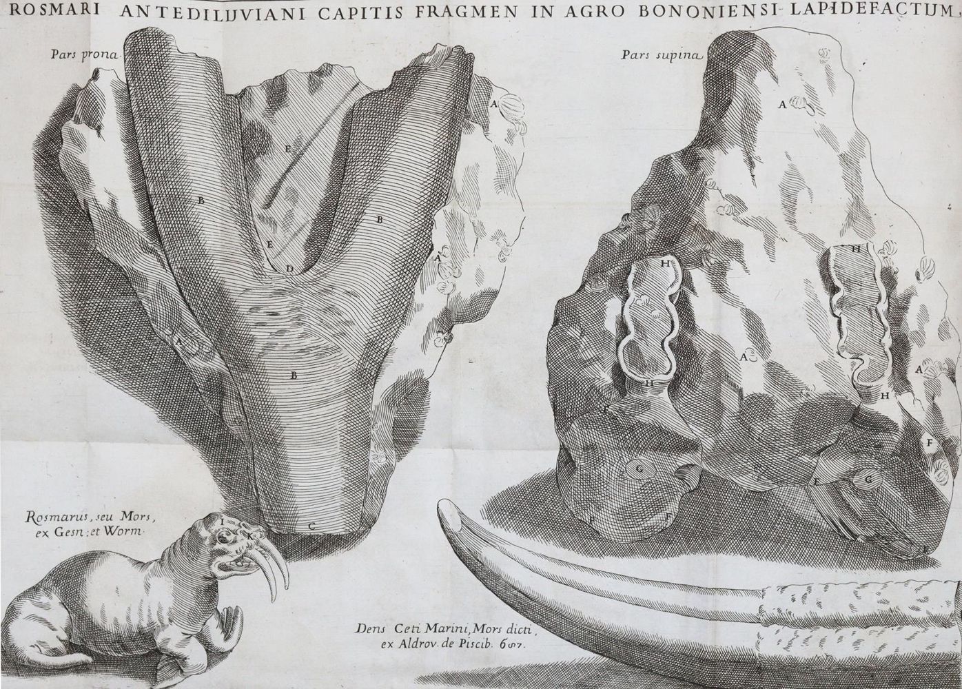 Große Abbildung Nr.2: 144-1543 Monti,G.: (Verschiedene Gebiete - Varia, Geologie - Mineralogie u. Paläontologie)