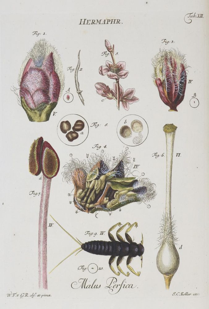 Große Abbildung Nr.1: 144-1618 Gleichen-Rußwurm,W.F.v.: (Verschiedene Gebiete - Varia, Mikrokosp)