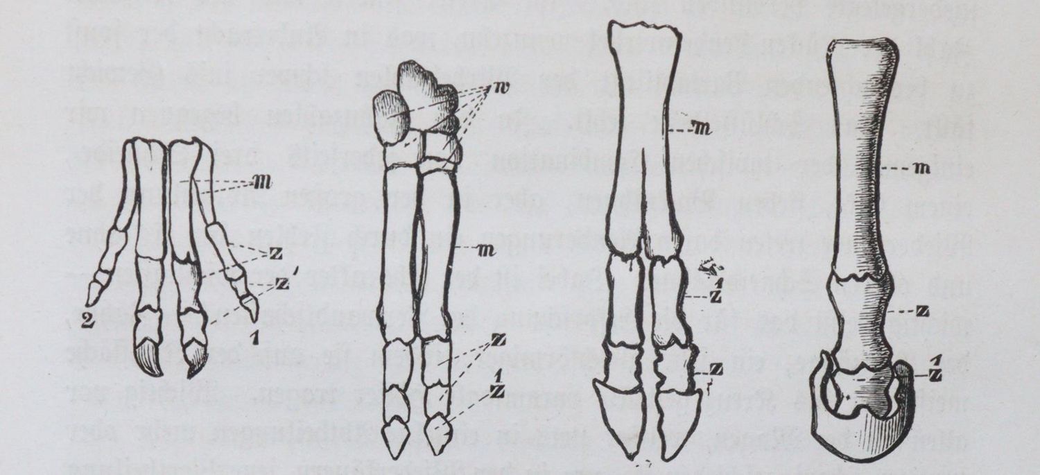 Große Abbildung Nr.2: 144-1638 Ratzel,F.: (Verschiedene Gebiete - Varia)