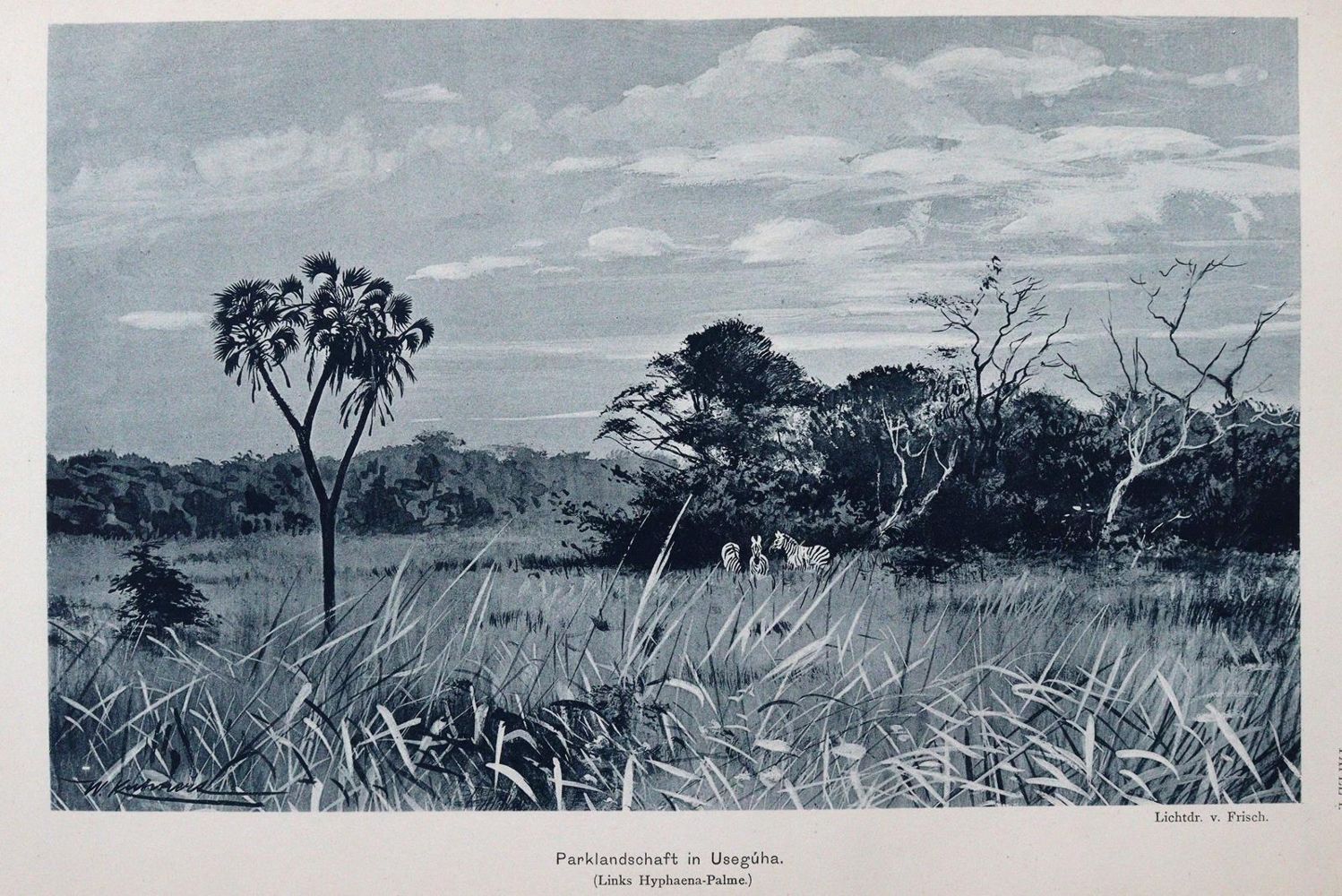 Große Abbildung Nr.3: 144-1681 Stuhlmann,F.: (Afrika)