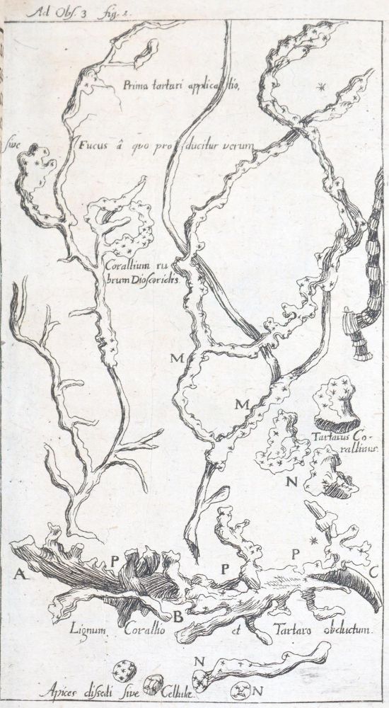 Große Abbildung Nr.2: 144-256 Boccone,S.: (Grenzwissenschaften und Okkultismus)