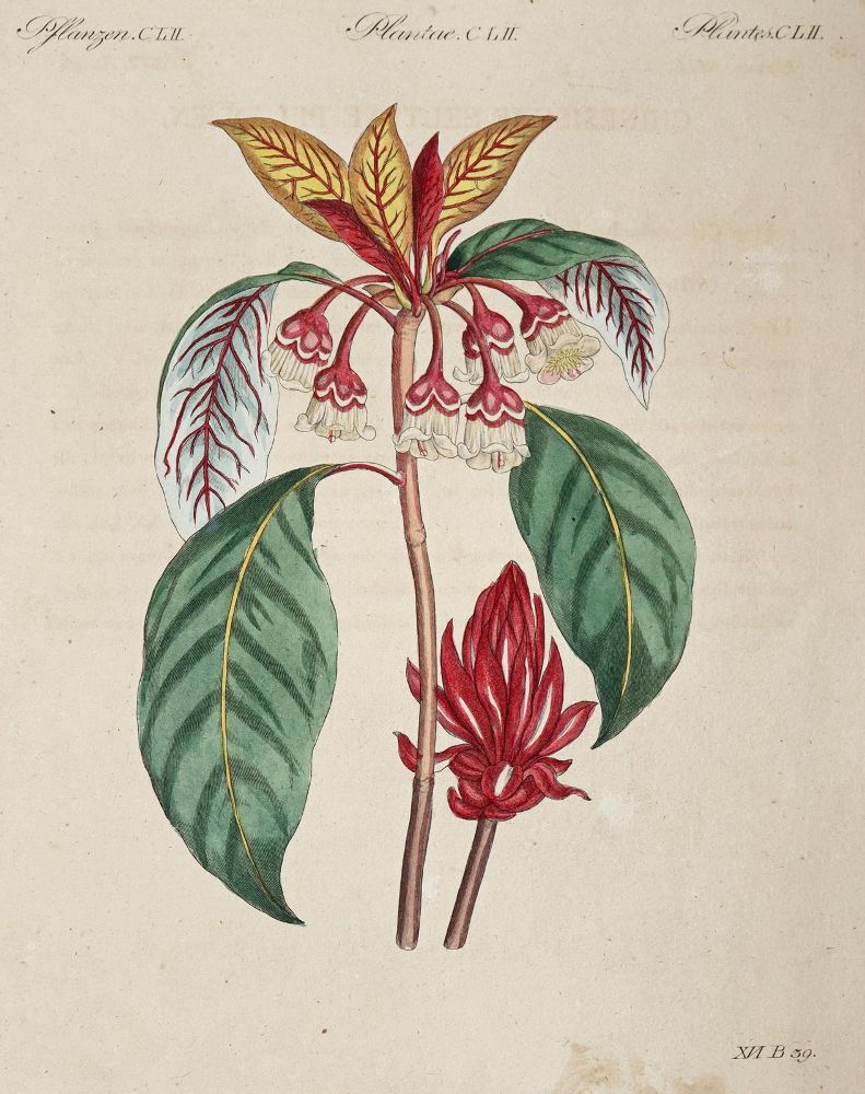 Große Abbildung Nr.1: 144-2767 Bertuch, Johann Friedrich Justin: (Varia)