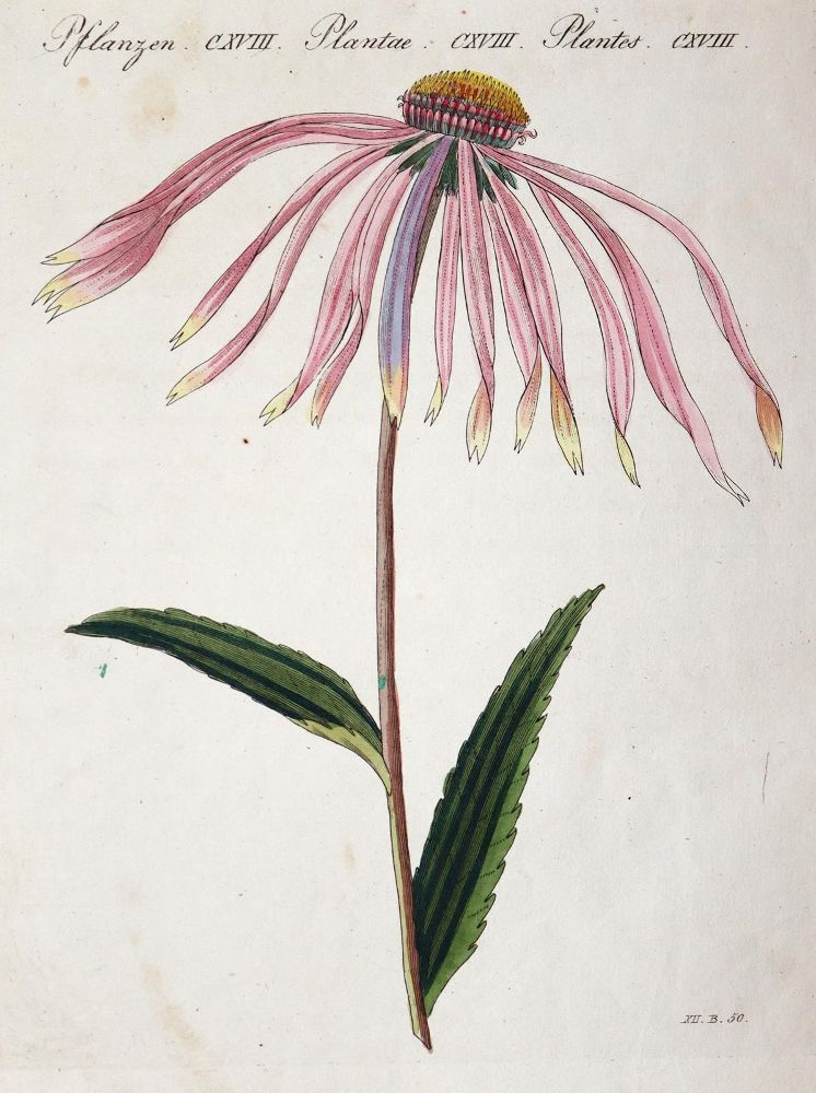 Große Abbildung Nr.5: 144-2767 Bertuch, Johann Friedrich Justin: (Varia)