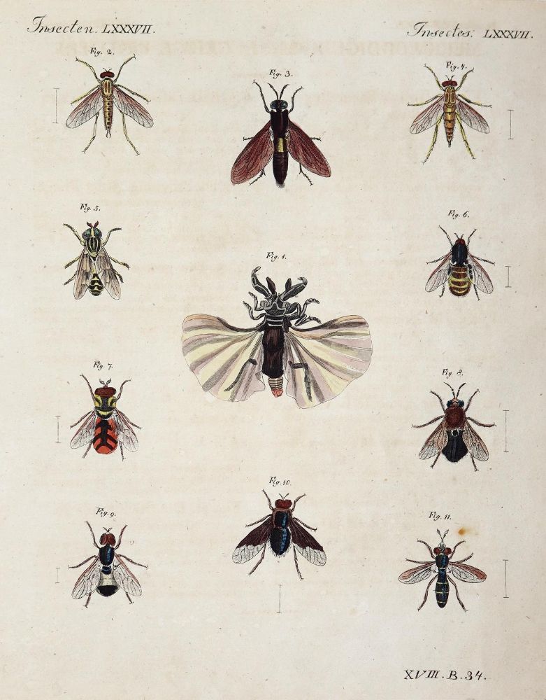 Große Abbildung Nr.9: 144-2767 Bertuch, Johann Friedrich Justin: (Varia)