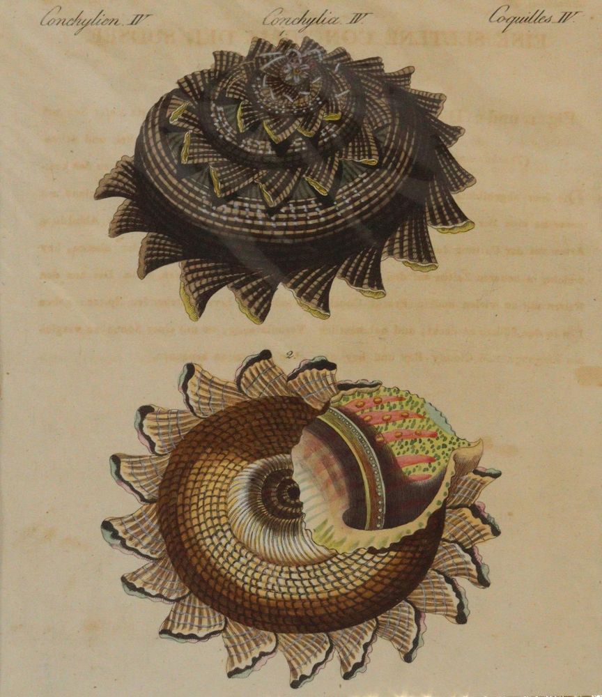 Große Abbildung Nr.2: 144-2772 Bertuch, Johann F. J.: (Varia, Botanik)