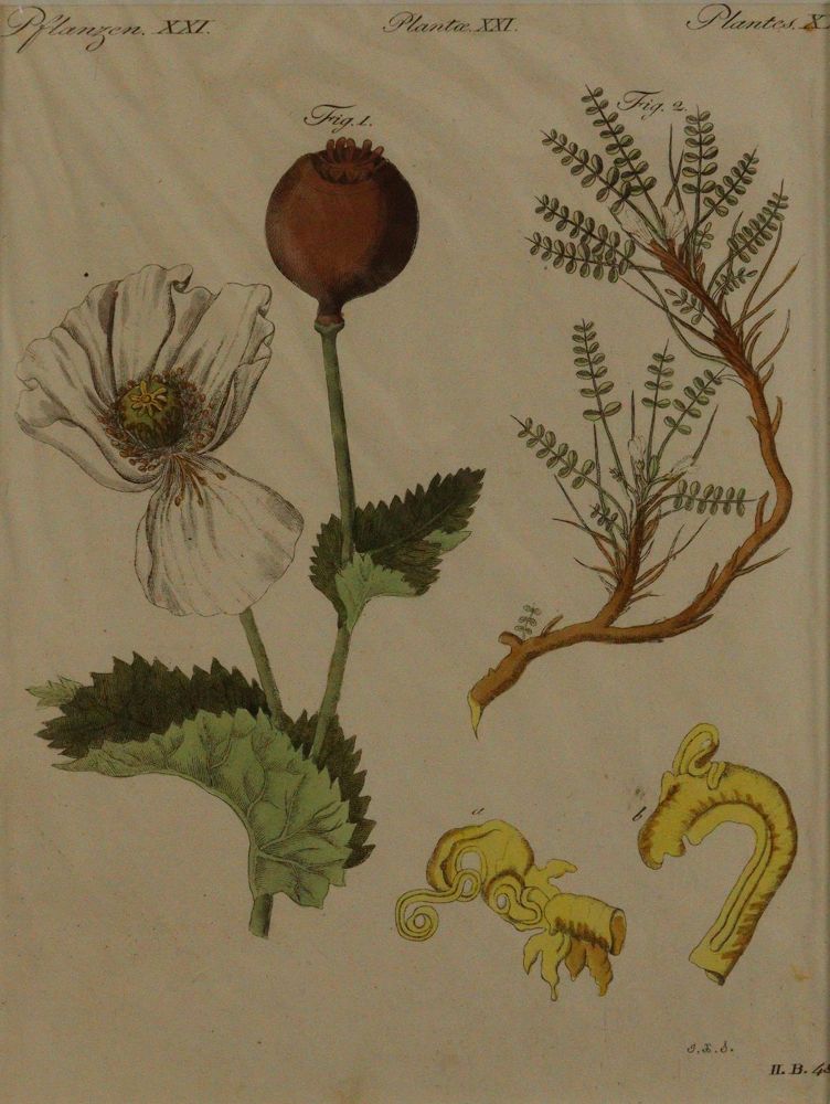 Große Abbildung Nr.3: 144-2772 Bertuch, Johann F. J.: (Varia, Botanik)