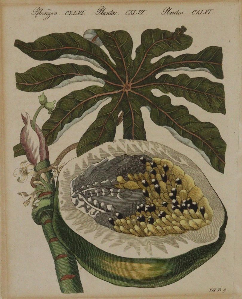 Große Abbildung Nr.5: 144-2772 Bertuch, Johann F. J.: (Varia, Botanik)