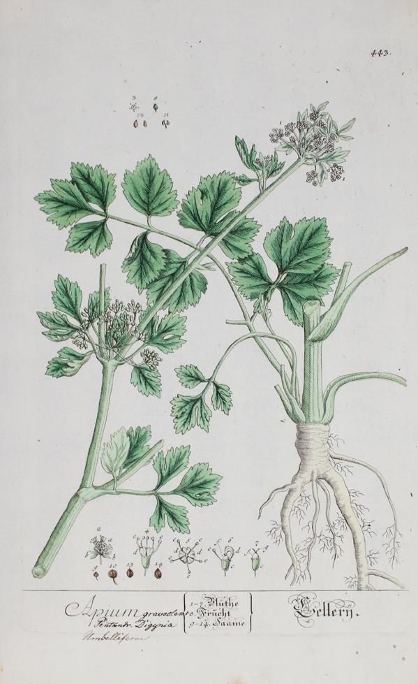Große Abbildung Nr.1: 144-2774 Blackwell, Elisabeth: (Varia, Botanik)