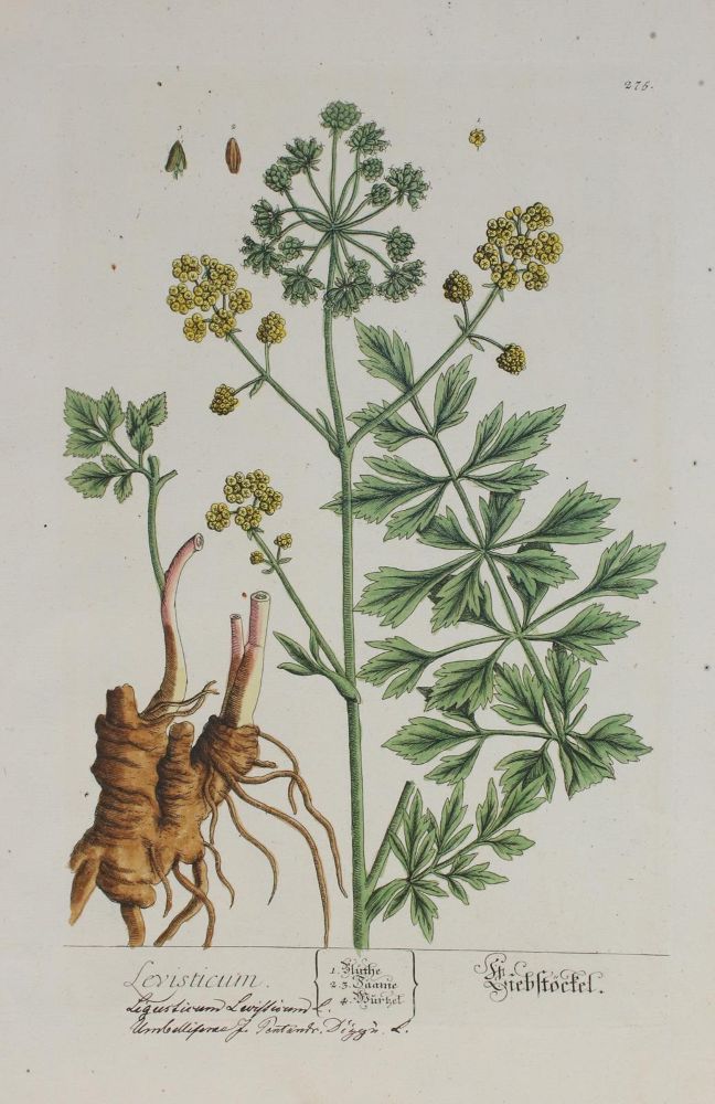 Große Abbildung Nr.2: 144-2774 Blackwell, Elisabeth: (Varia, Botanik)