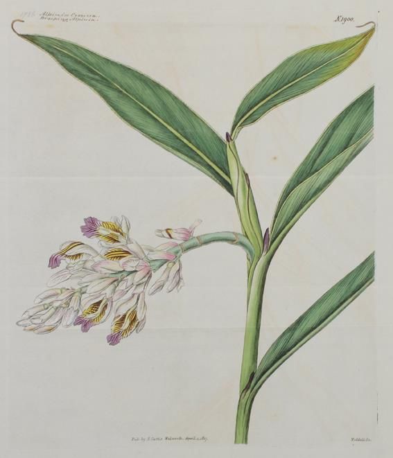 Große Abbildung Nr.1: 144-2777 Blumen.: (Varia, Botanik)
