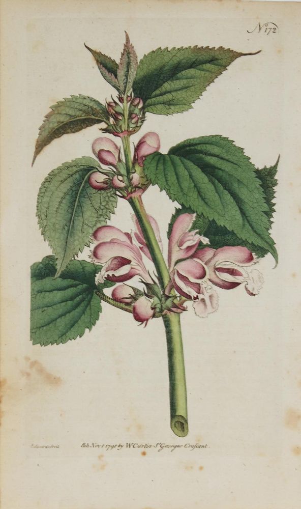 Große Abbildung Nr.2: 144-2777 Blumen.: (Varia, Botanik)