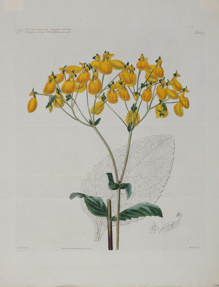 Große Abbildung Nr.3: 144-2777 Blumen.: (Varia, Botanik)