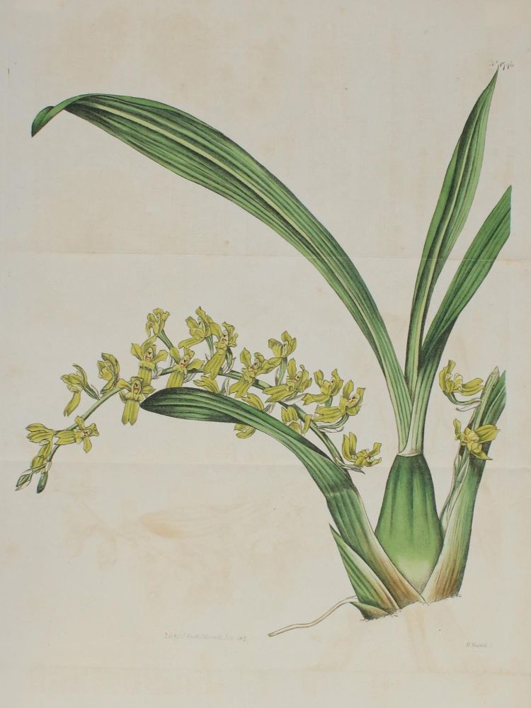 Große Abbildung Nr.4: 144-2777 Blumen.: (Varia, Botanik)