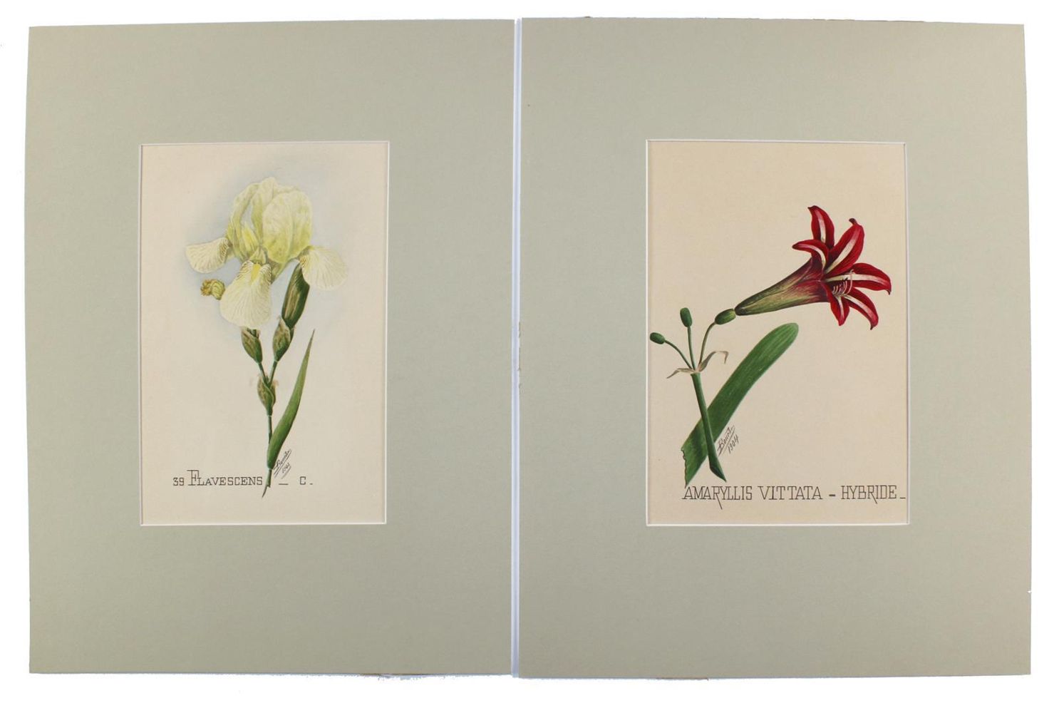 Große Abbildung Nr.5: 144-2777 Blumen.: (Varia, Botanik)