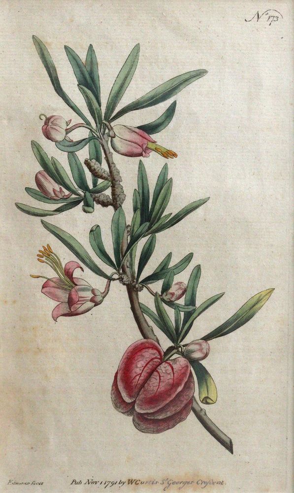 Große Abbildung Nr.1: 144-2778 Blumen: (Varia, Botanik)