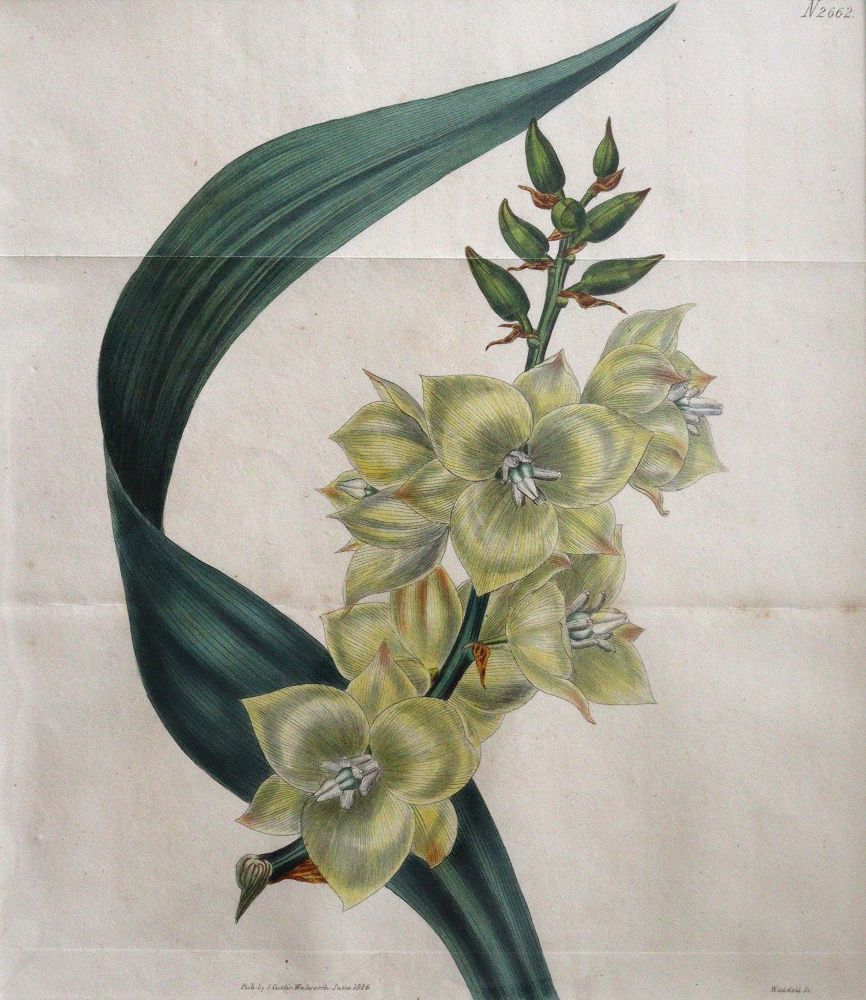 Große Abbildung Nr.11: 144-2778 Blumen: (Varia, Botanik)