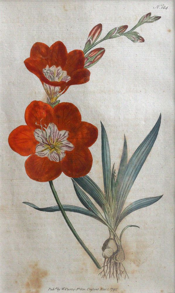 Große Abbildung Nr.2: 144-2778 Blumen: (Varia, Botanik)