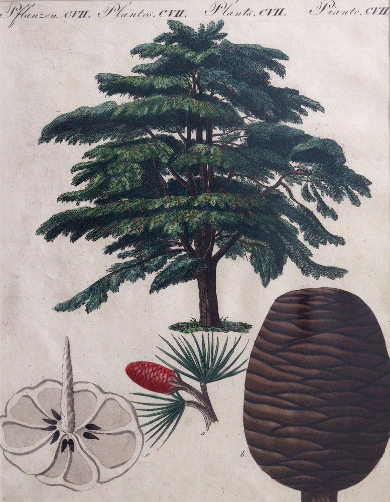 Große Abbildung Nr.3: 144-2778 Blumen: (Varia, Botanik)
