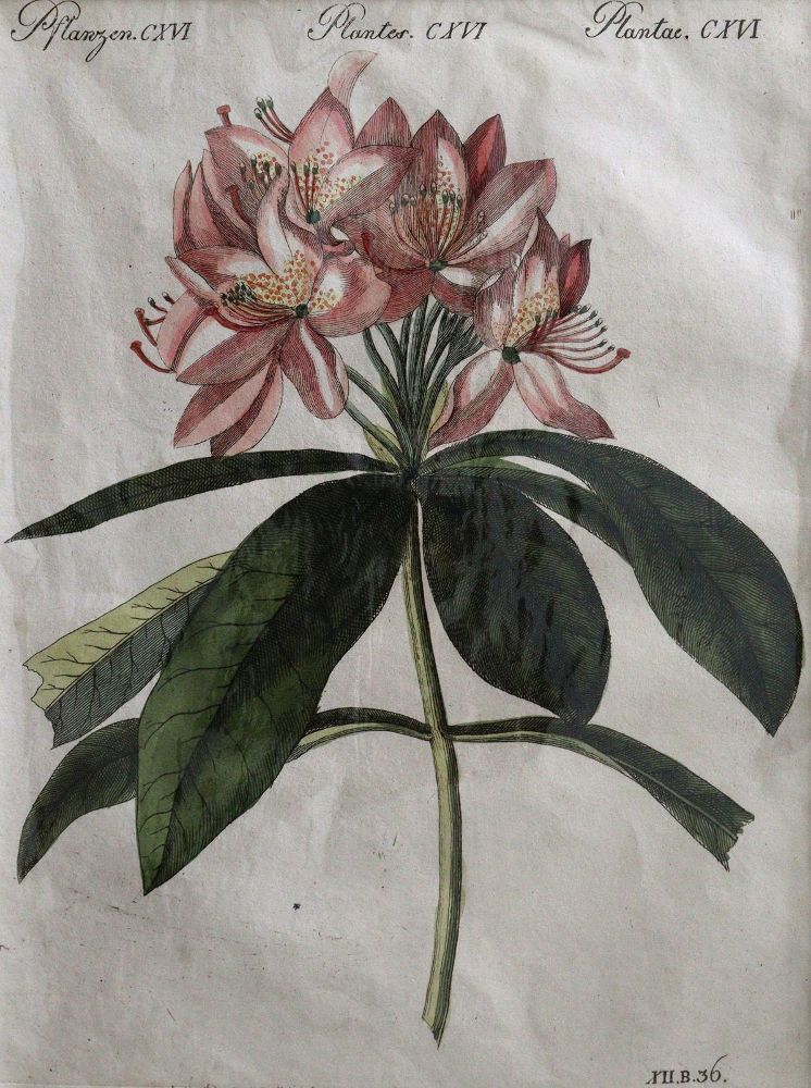 Große Abbildung Nr.4: 144-2778 Blumen: (Varia, Botanik)