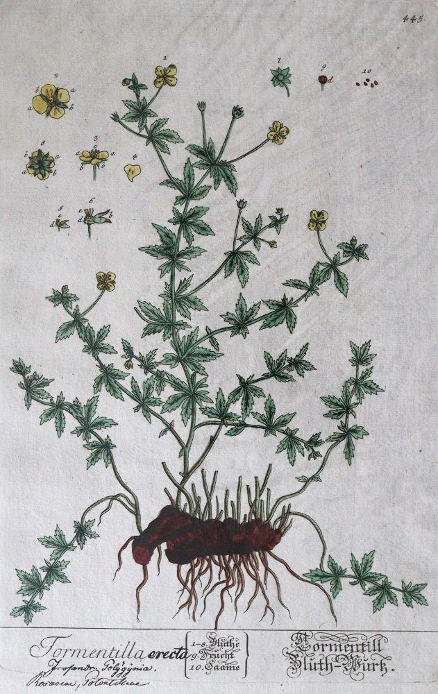 Große Abbildung Nr.6: 144-2778 Blumen: (Varia, Botanik)