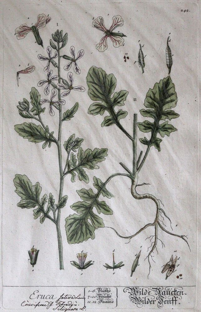 Große Abbildung Nr.7: 144-2778 Blumen: (Varia, Botanik)