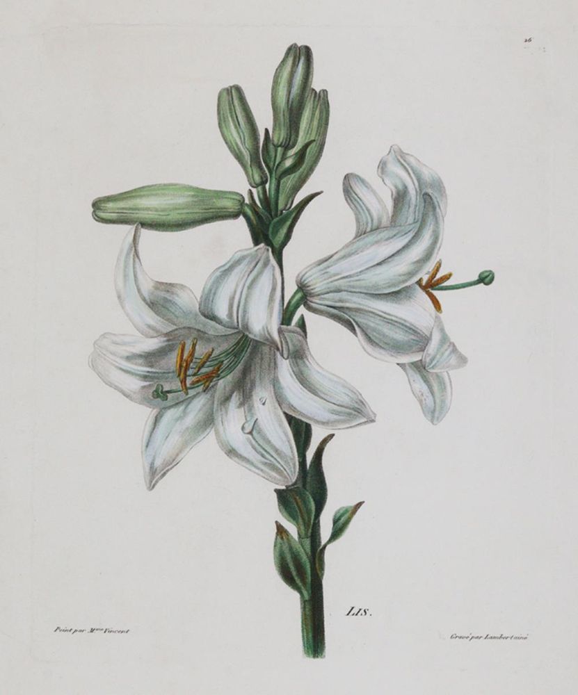 Große Abbildung Nr.2: 144-2783 Iris.: (Varia, Botanik)