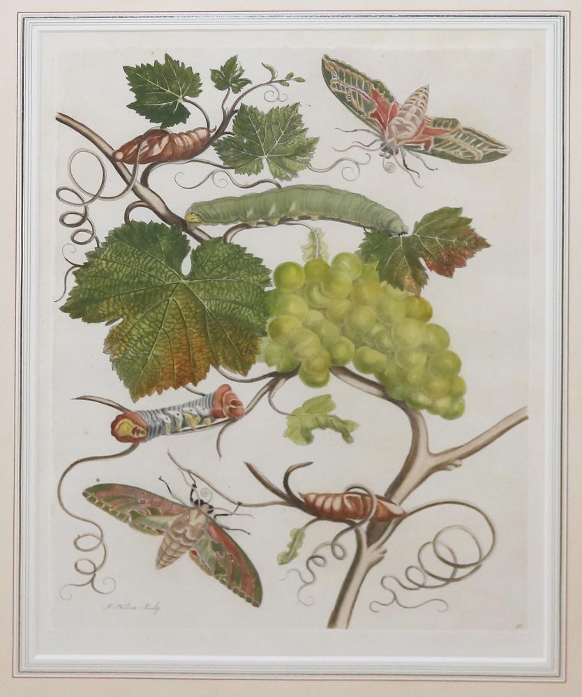 Große Abbildung Nr.1: 144-2785 Merian, Maria Sibylla: (Varia, Botanik)