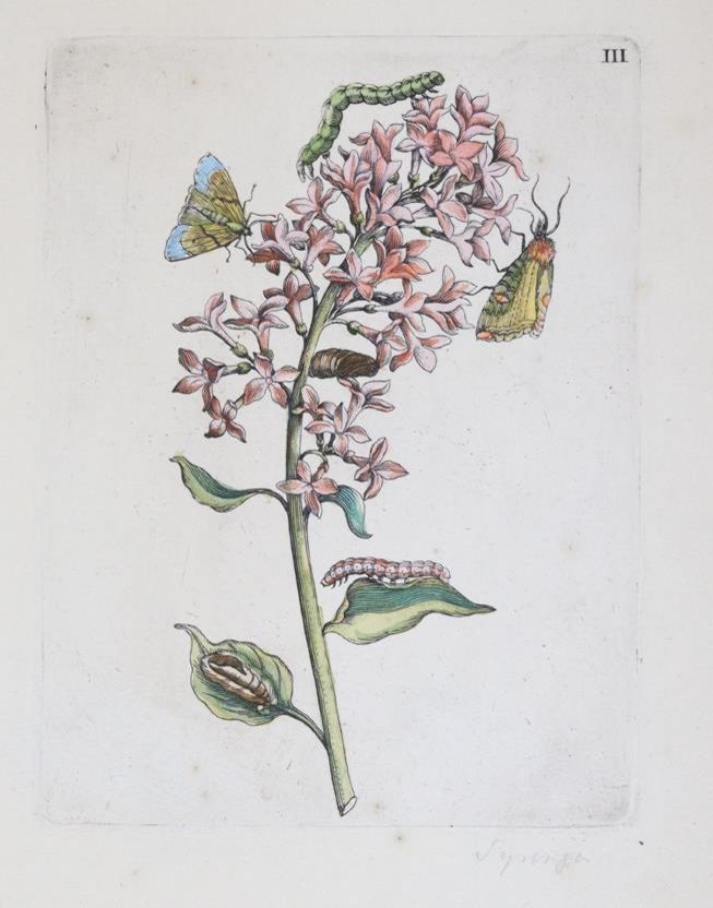 Große Abbildung Nr.1: 144-2786 Merian, Maria Sibylla: (Varia, Botanik)