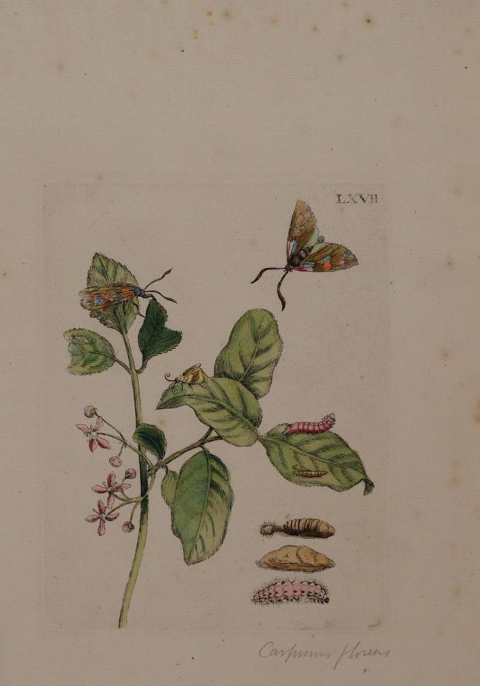 Große Abbildung Nr.1: 144-2788 Merian, Maria Sibylla: (Varia, Botanik)