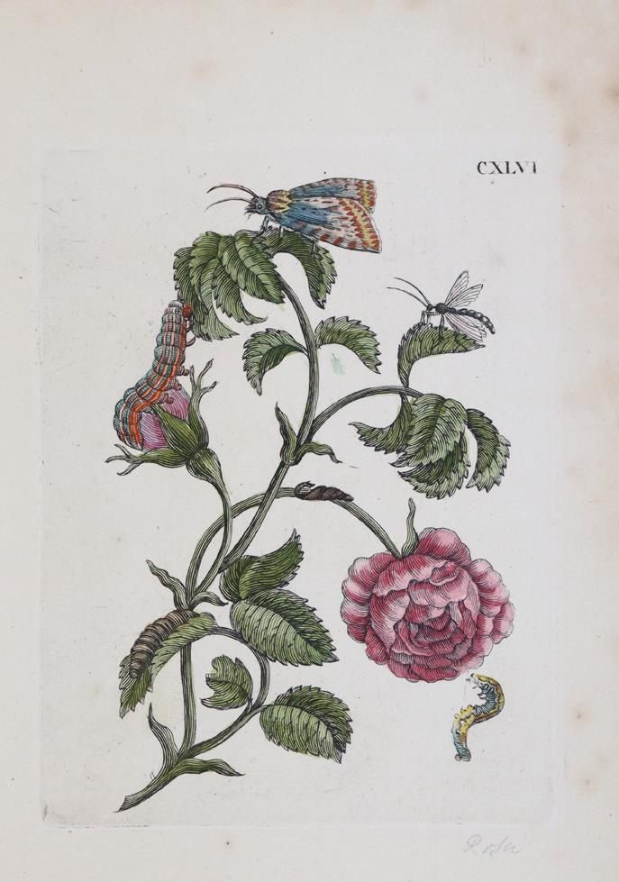 Große Abbildung Nr.1: 144-2789 Merian, Maria Sibylla: (Varia, Botanik)