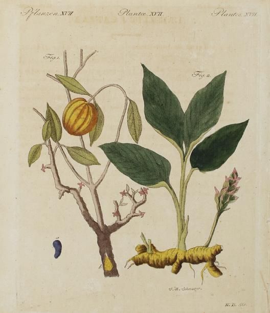 Große Abbildung Nr.1: 144-2793 Weinmann, Johann Wilhelm: (Varia, Botanik)