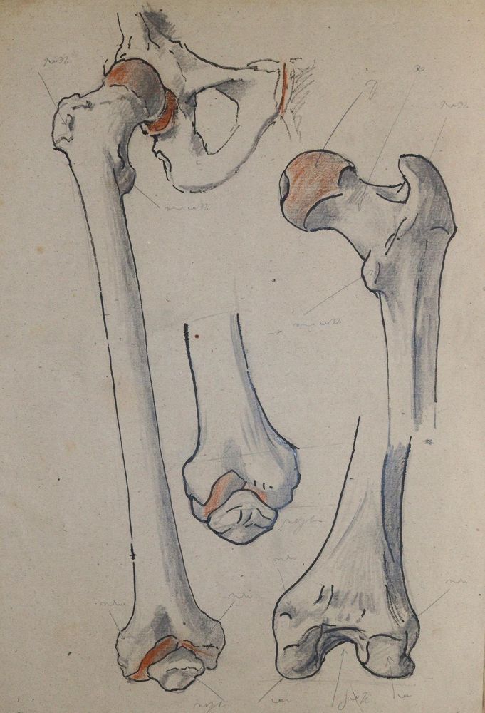 Große Abbildung Nr.2: 144-2829 Anatomie.: (Varia, Medizin)