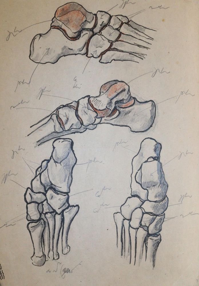 Große Abbildung Nr.3: 144-2829 Anatomie.: (Varia, Medizin)