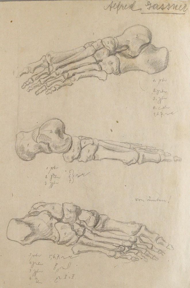 Große Abbildung Nr.4: 144-2829 Anatomie.: (Varia, Medizin)