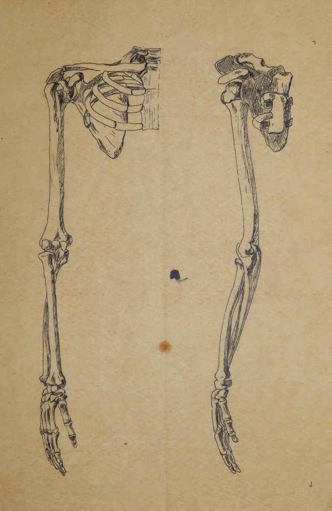 Große Abbildung Nr.6: 144-2829 Anatomie.: (Varia, Medizin)
