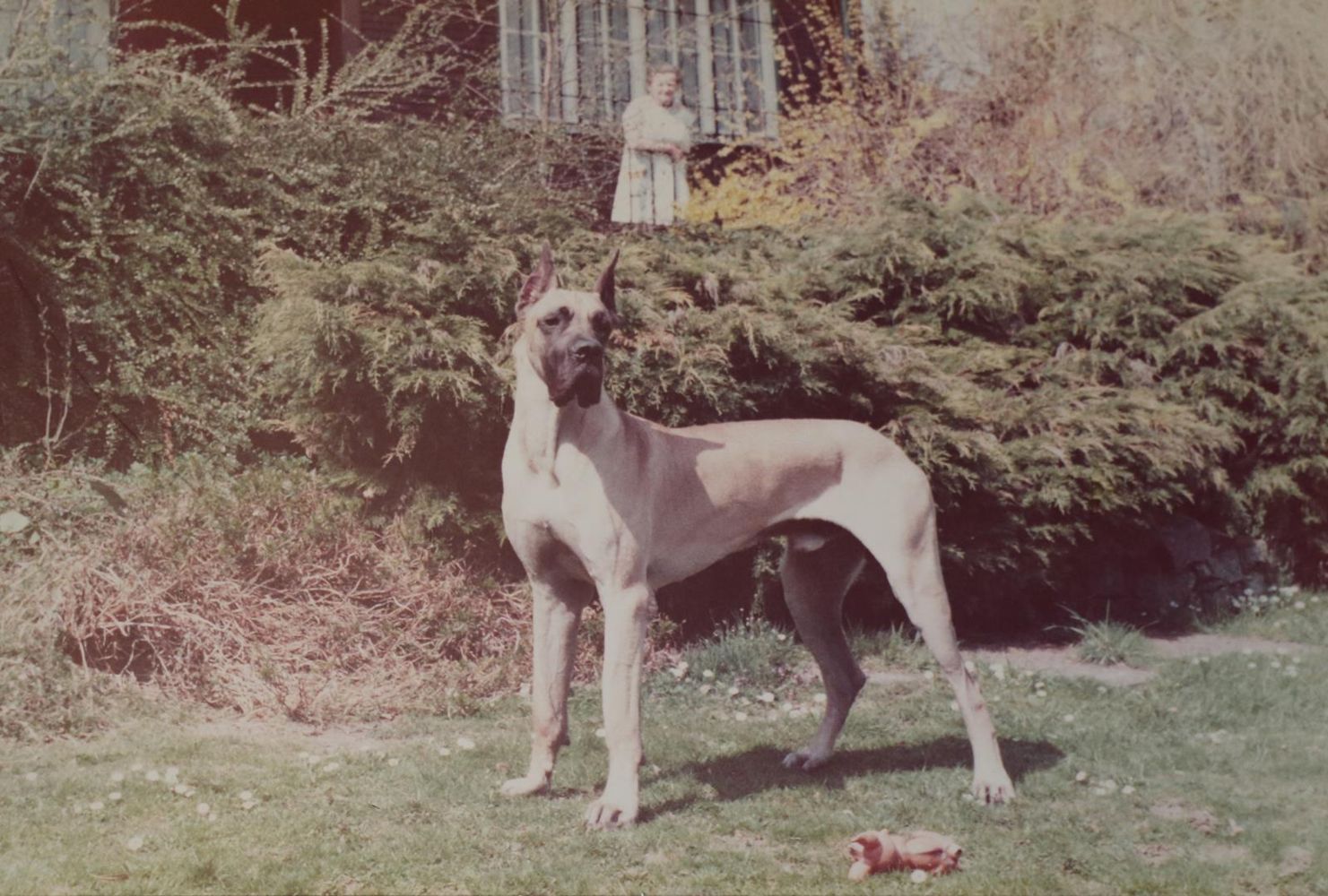 Große Abbildung Nr.3: 144-2875 Hunde.: (Varia, Zoologie)