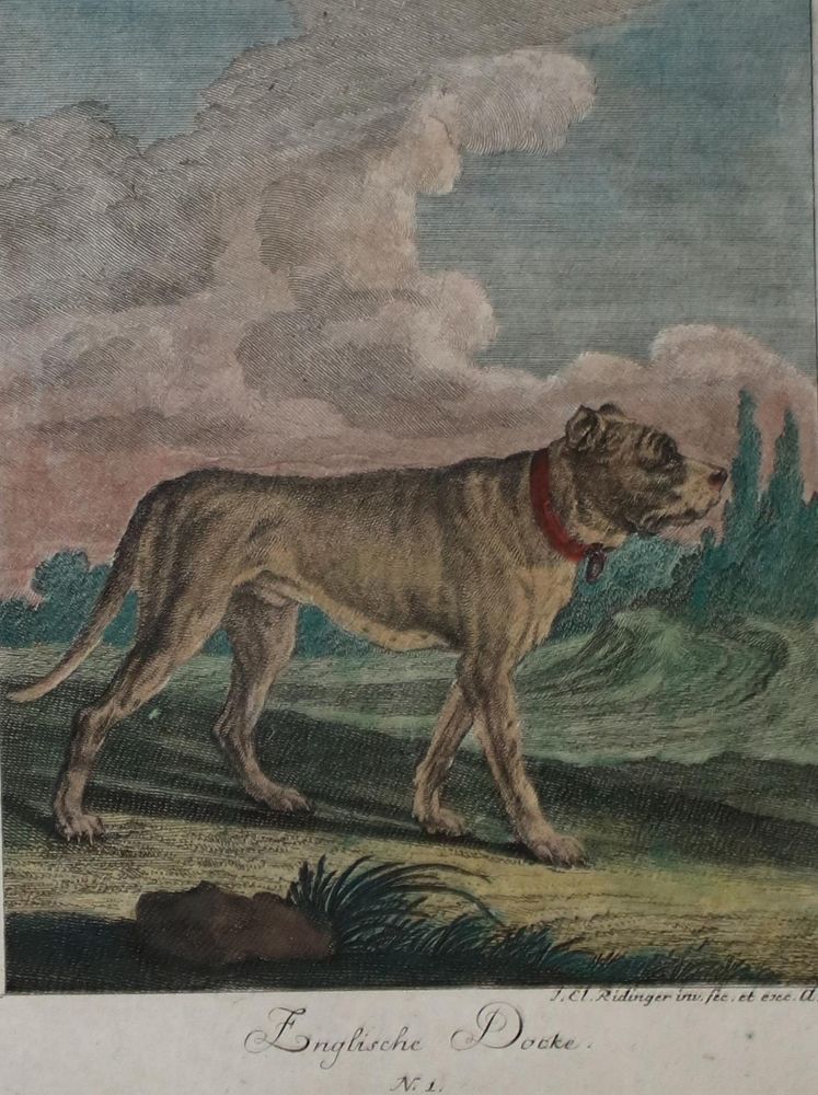 Große Abbildung Nr.1: 144-2877 Ridinger.: (Varia, Zoologie, Hunde)