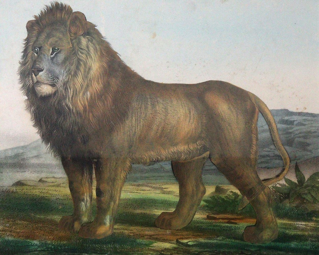 Große Abbildung Nr.1: 144-2879 Löwe,: (Varia, Zoologie)