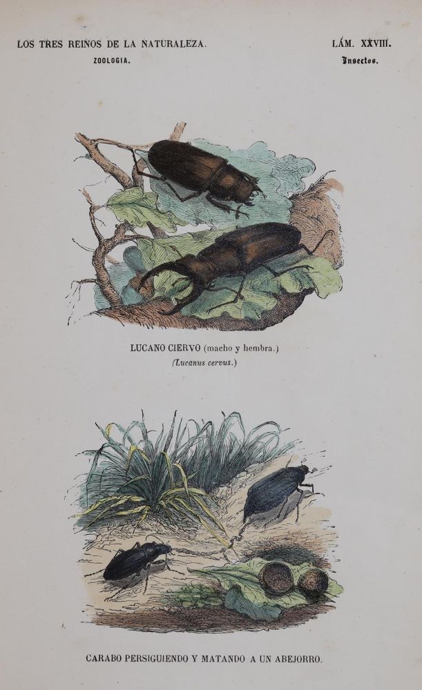 Große Abbildung Nr.1: 144-2882 Sammlung: (Varia, Zoologie)