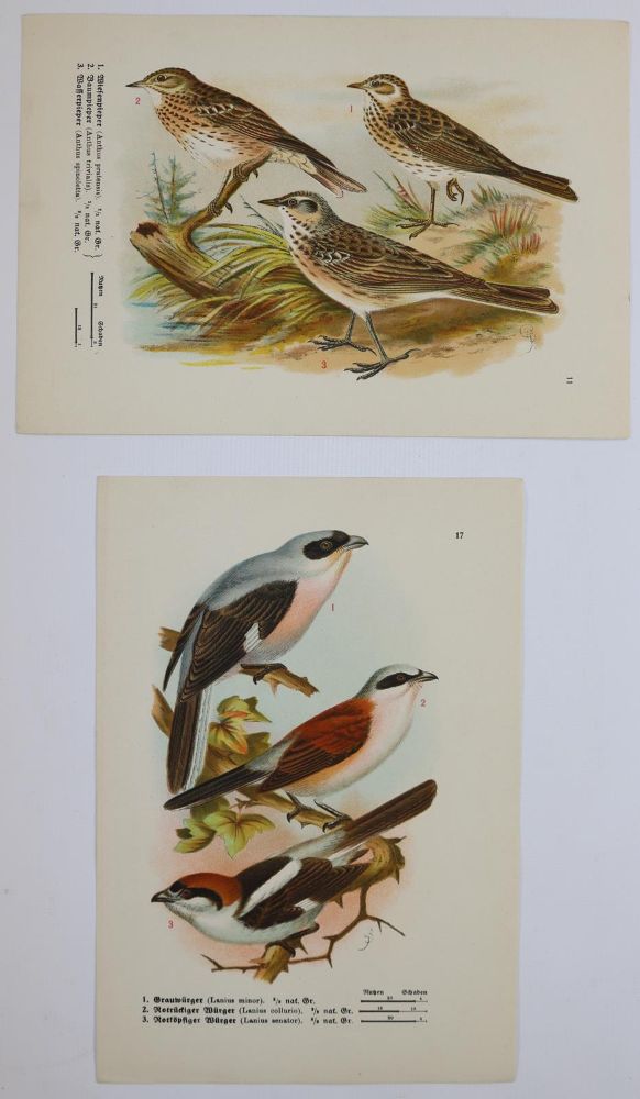 Große Abbildung Nr.10: 144-2882 Sammlung: (Varia, Zoologie)