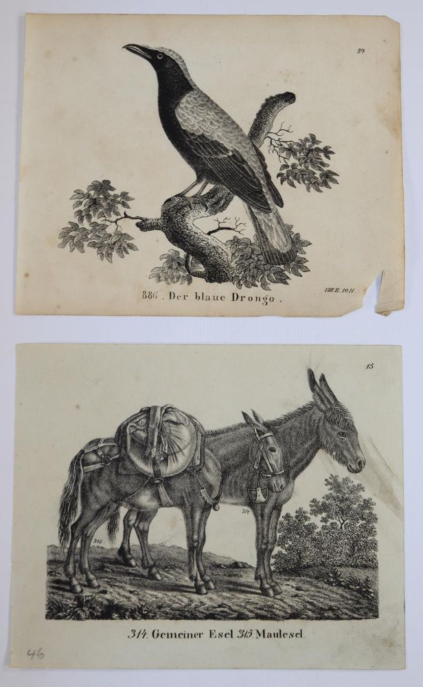 Große Abbildung Nr.11: 144-2882 Sammlung: (Varia, Zoologie)