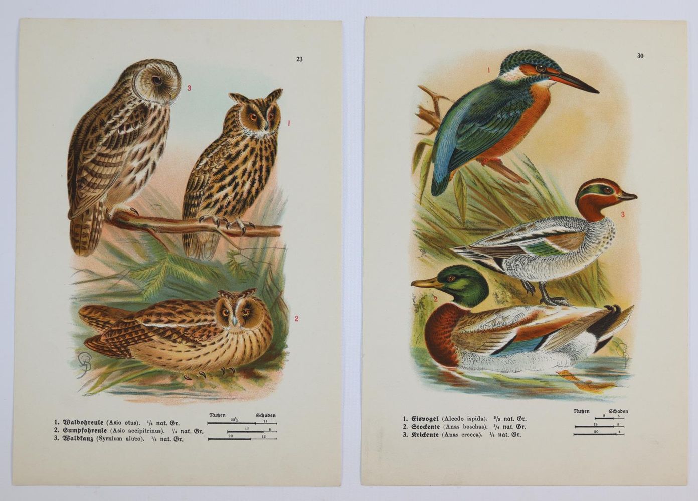 Große Abbildung Nr.12: 144-2882 Sammlung: (Varia, Zoologie)