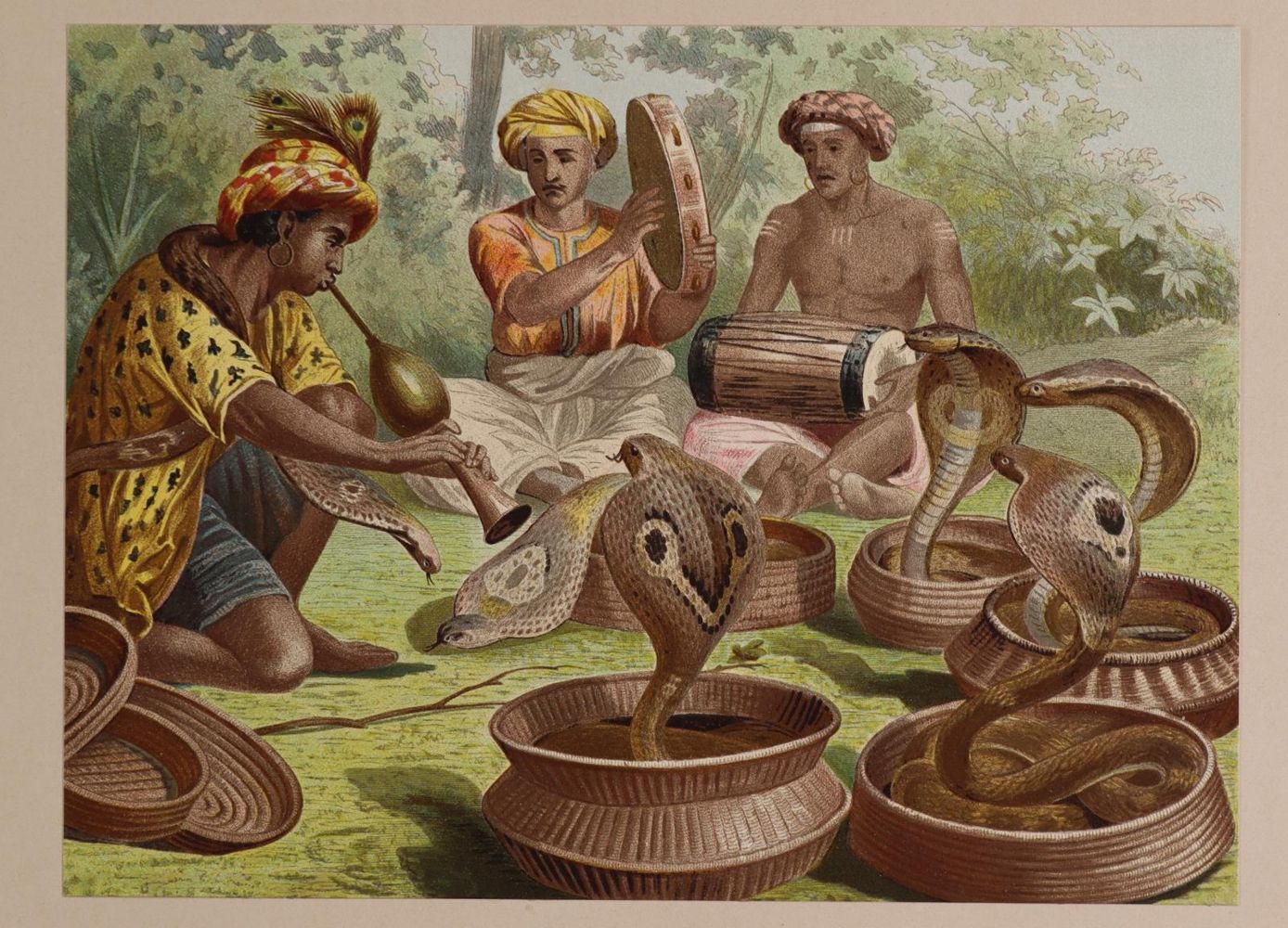 Große Abbildung Nr.2: 144-2882 Sammlung: (Varia, Zoologie)