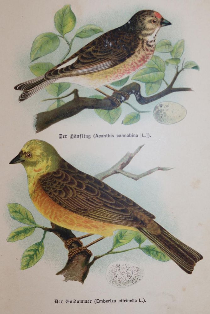 Große Abbildung Nr.3: 144-2882 Sammlung: (Varia, Zoologie)