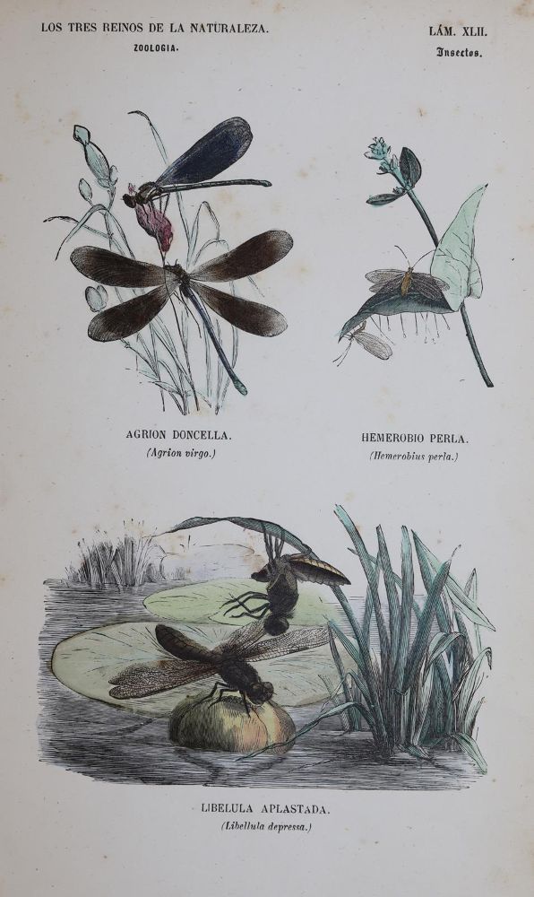 Große Abbildung Nr.4: 144-2882 Sammlung: (Varia, Zoologie)